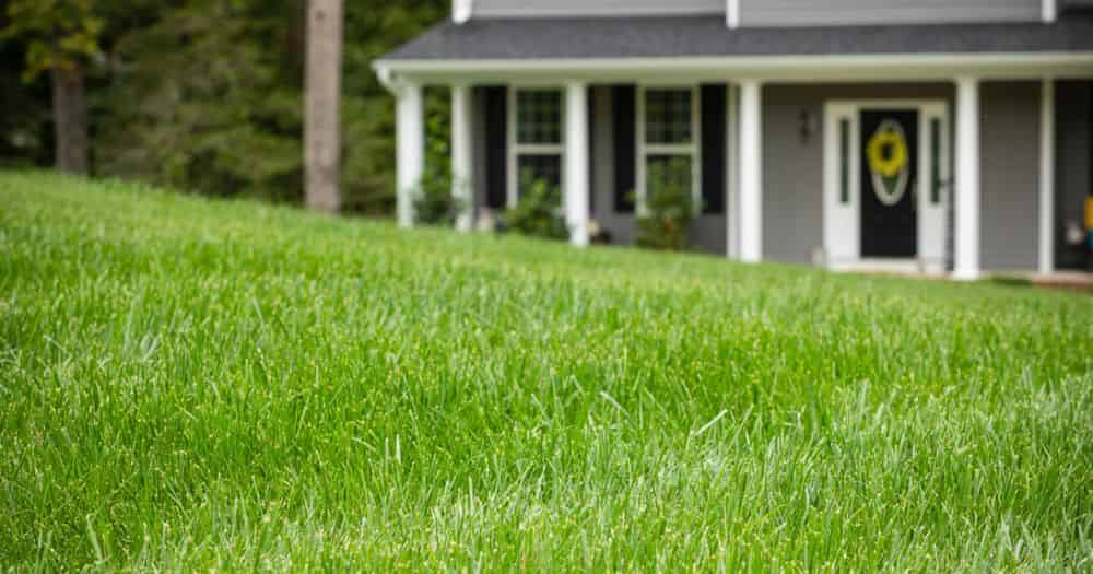 Lawn Aeration and Overseeding  image
