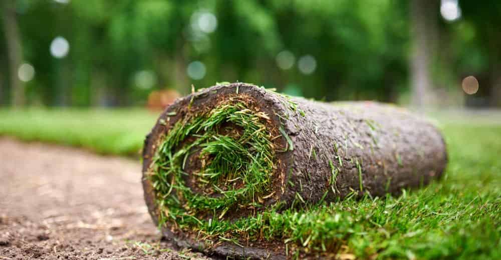 Sod Installation image