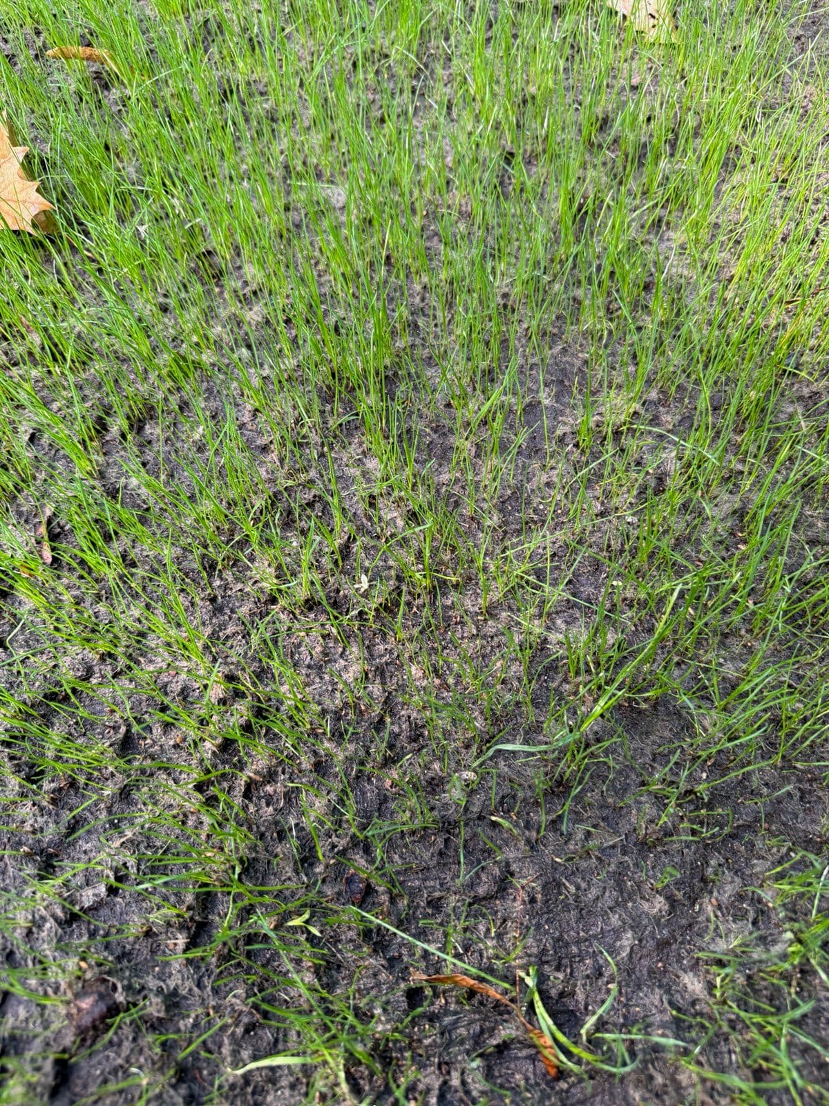 Project Transform Your Lawn with Verdant Growth image